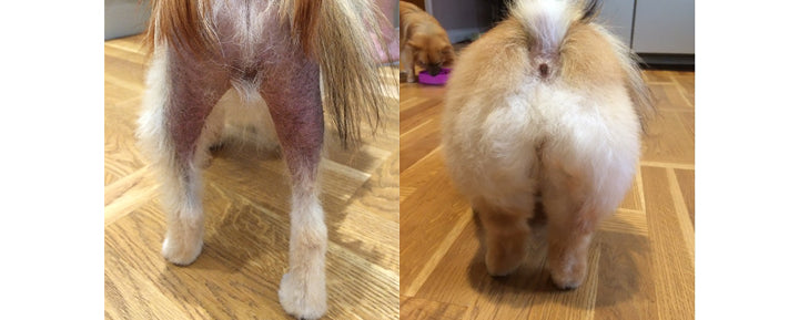 Dog coat transformation: before and after organ nutrition
