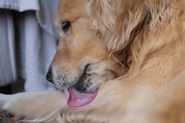 Dog licking and biting paws