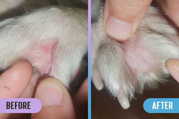 Before and after: dog paw healing from yeast overgrowth