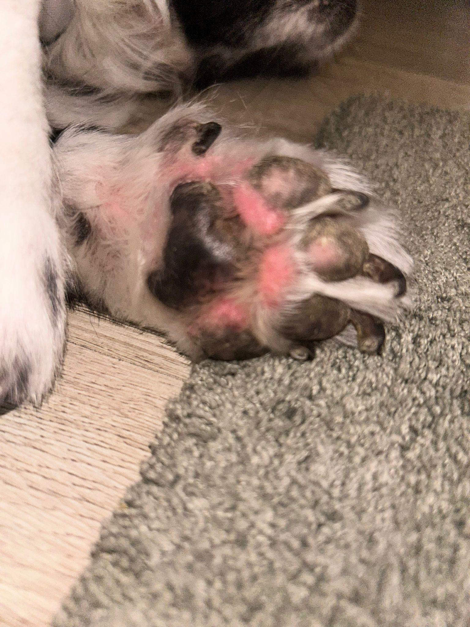 Dog obsessively licking paws